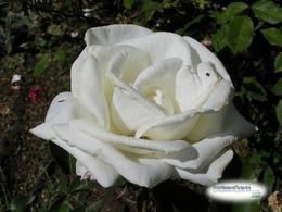 white rose