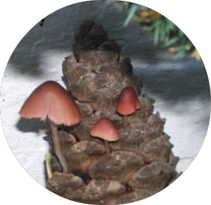 pineconex1