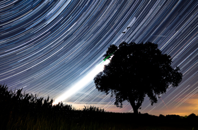 star trail tree