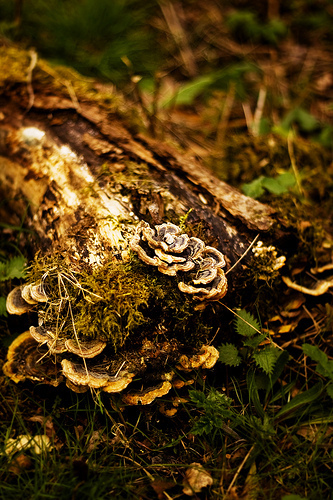 Fungi