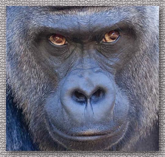 silverback_gorilla_for_post