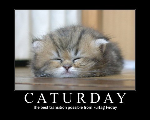 caturday-transition