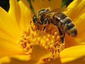 Bee