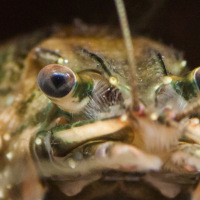 Closeup of crayfish eyes. Photo by Bee Collins.