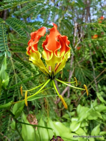 Inyeug Flora