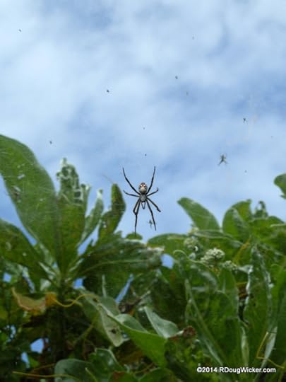 Spider Watch