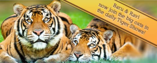 Dreamworld's Tger Island