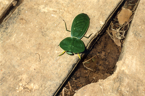 Costa Rican Bug