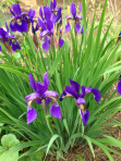 May 001