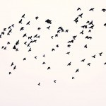 a picture of black birds flying against a cream colored background 