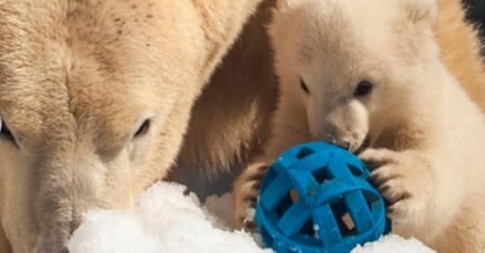 SEAWORLD'S POLAR BEARS