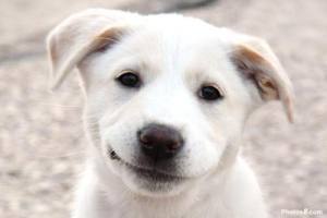 Smiling Dog Face
