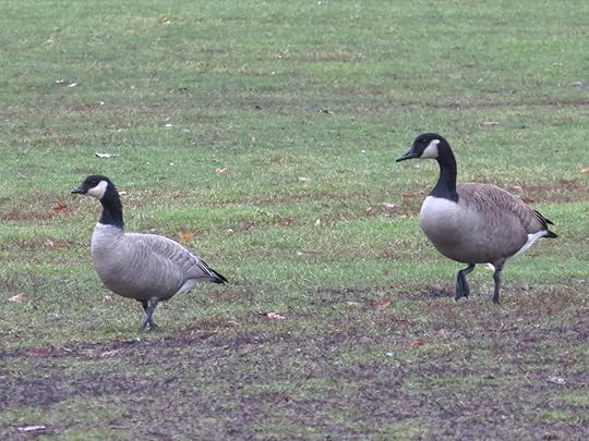 A classic Richardson's Cackling Goose (left) with a typical Canada Goose (right).