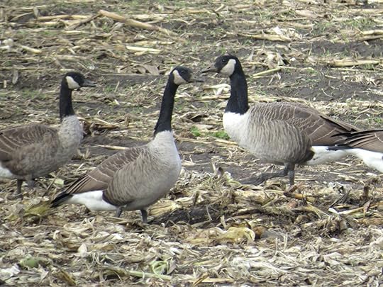Acton, MA, 7 November 2014. Photo copyright David Sibley.