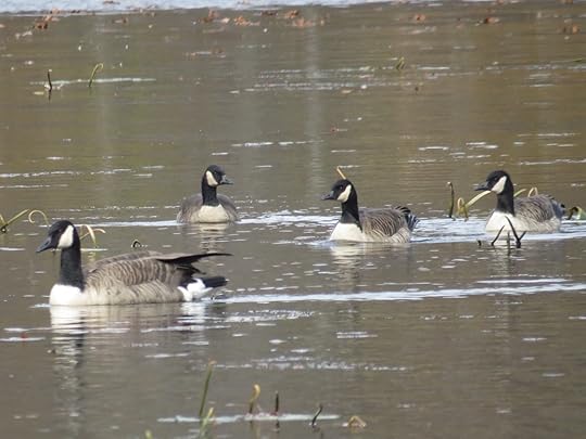 Canada Goose (left) with three smaller Cackling-ish geese. Concord, MA, 5 Nov 2014. Photo copyright David Sibley.