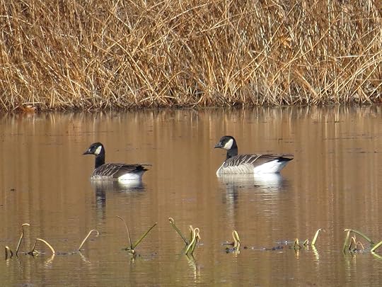 Two Cackling-ish geese. Concord, MA, 8 Nov 2014. Photo copyright David Sibley.