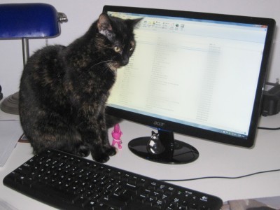 cat-computer