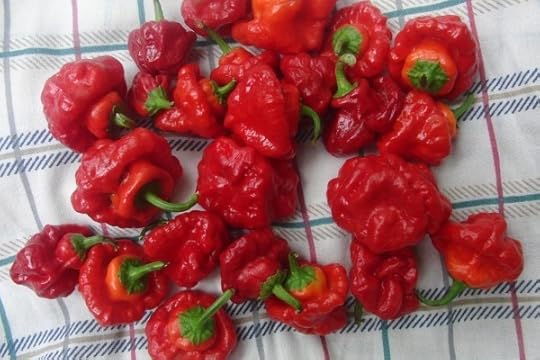 Scotch Bonnet 