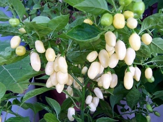 White Habanero 