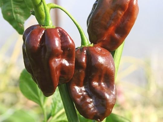 Chocolate Habanero 