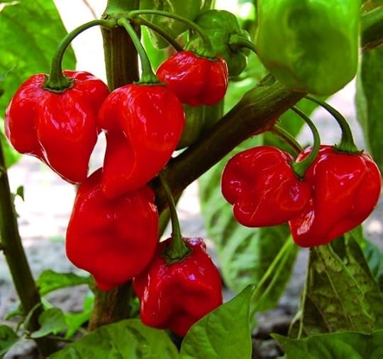 Caribbean Red Habanero 