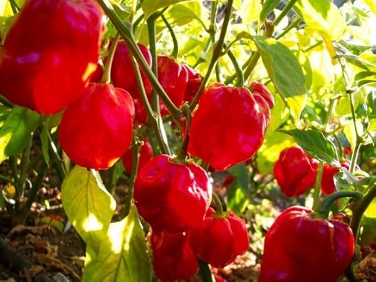 Red Savina 