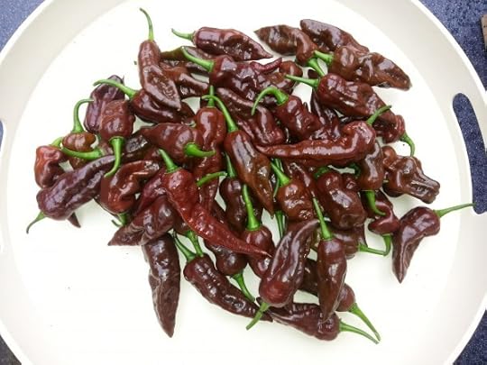 Bhut Jolokia Chocolate 