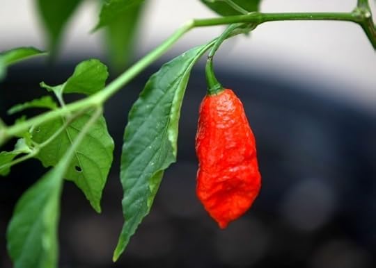 Bhut Jolokia 