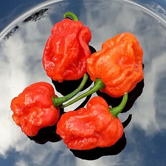Infinity Chili 