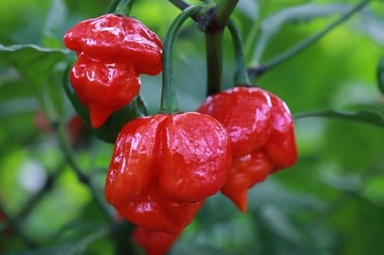 Trinidad Scorpion Butch T (
