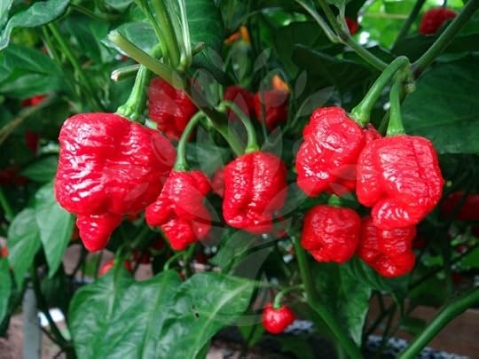 Trinidad Moruga Scorpion 