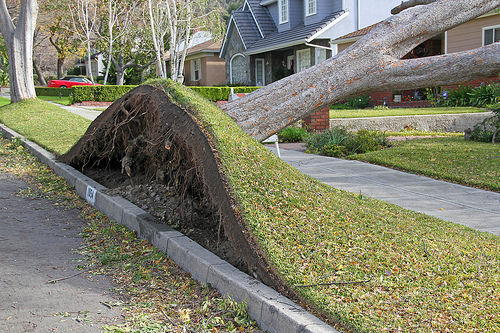 Uprooted2 by Redzenradish