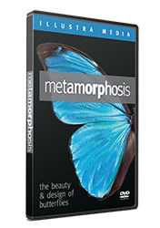 5.Metamorphosis.jpg