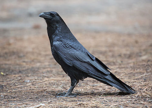 Corvus_corax_(Common_Raven),_Yosemite_NP,_CA,_US_-_Diliff.jpg