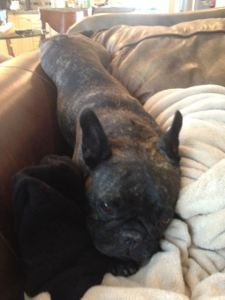 Lulu seems lazier than usual.