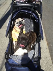 An exhausted Jelly and Lulu catch a lift instead.