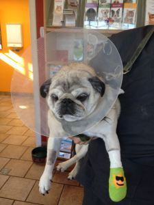 Bubba's sports the cone of shame. Also note the summery bandage.