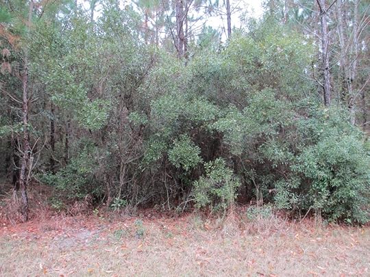Finishing up the clearing to get ready for the big burn. This is the BEFORE view.