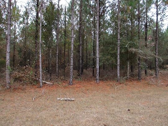 This is the AFTER view of just one part of the ten acres of pine trees.