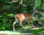 deep creek hike 130