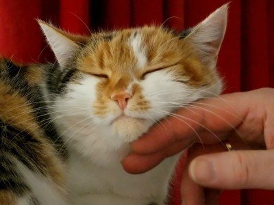 cats affection