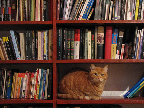 Library cat by TLVshac
