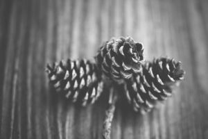 PineCones