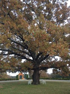sister oak
