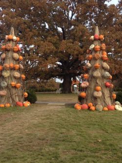 falls decor oak