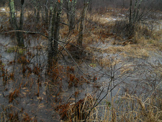 marsh becomes a pond
