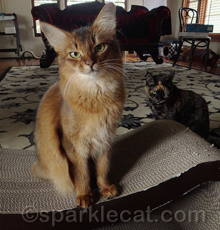 Do Binga and I look stern enough?