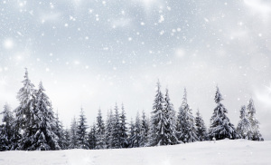 Christmas background with snowy fir trees