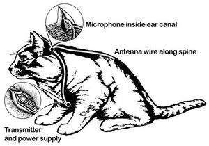 actual diagram
