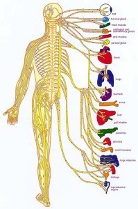 nervoussystem
